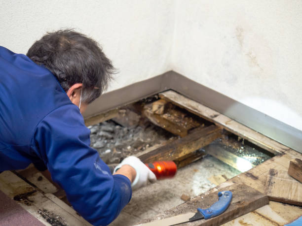 Best Toxic Mold Removal  in Badieville, LA