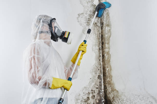 Best Fast Mold Removal  in Badieville, LA