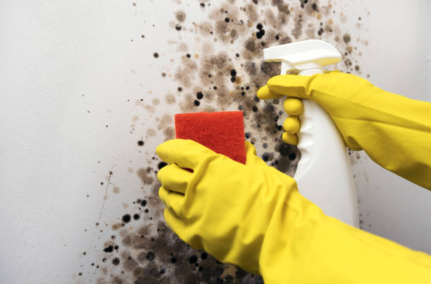 Best Mold Testing  in Badieville, LA