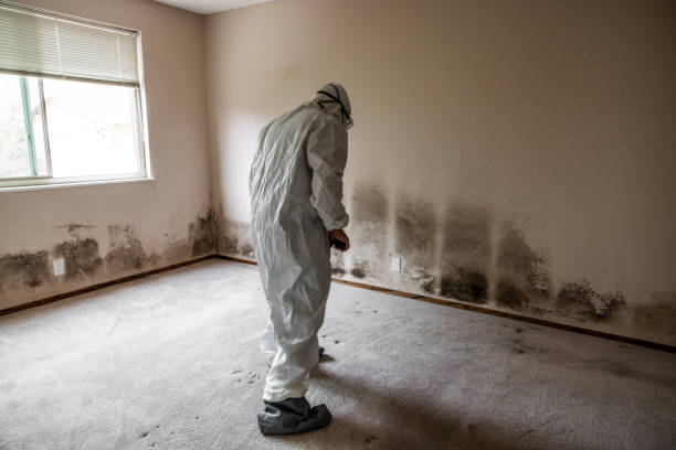 Office Mold Removal Services in Labadieville, LA