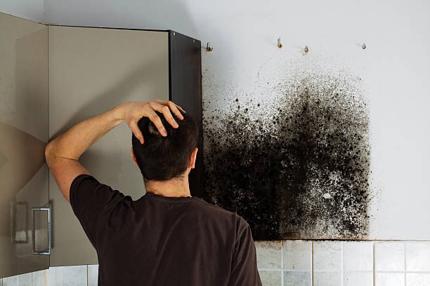 Best Fast Mold Removal  in Badieville, LA